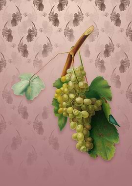 Grape Vine on Dusty Pink