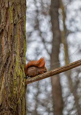 Red Squirrel On Branch