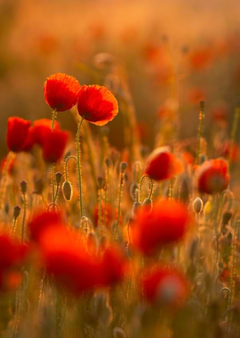 Poppies field at sunrise
