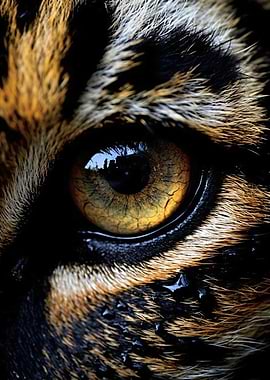 Eye of Tiger