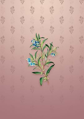 Blue Narrow Leaf Sollya