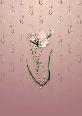 Satiny Calochortus Flower