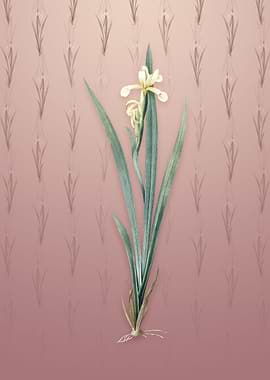 Vintage Yellow Banded Iris