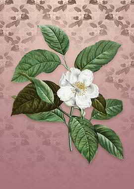 Vintage Stewartia Tree