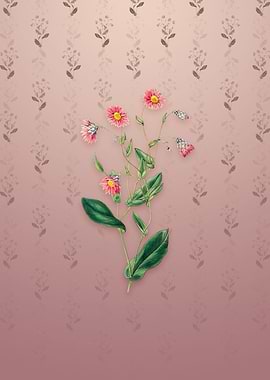 Captain Mangles Rhodanthe