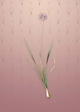 Vintage Mouse Garlic