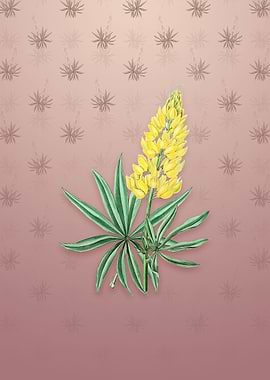 Yellow Perennial Lupine