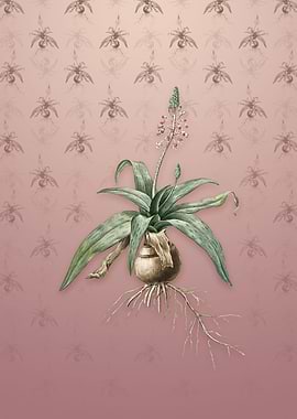 Lachenalia Lanceaefolia