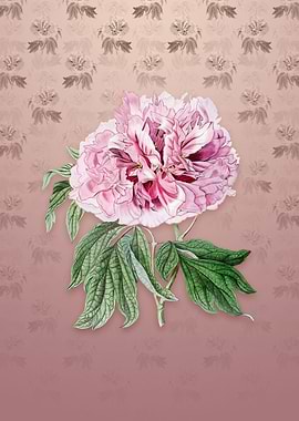 Red Curled Tree Peony