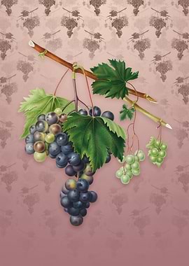 Vintage Grape from Ischia