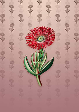 Red Edged Fig Marigold