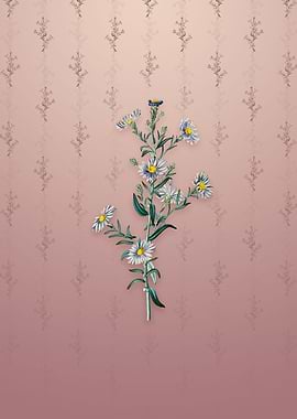 Glaucous Aster Flower