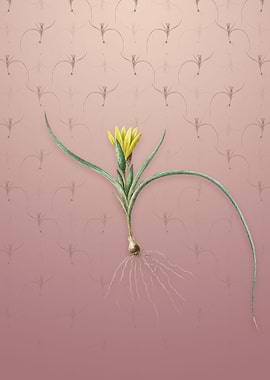 Vintage Ixia Recurva