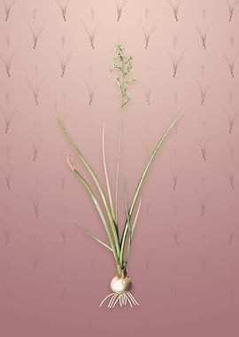 Vintage Hyacinthus Viridis