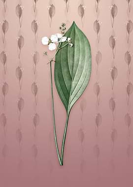 Bulltongue Arrowhead