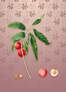 Apricot on Dusty Pink