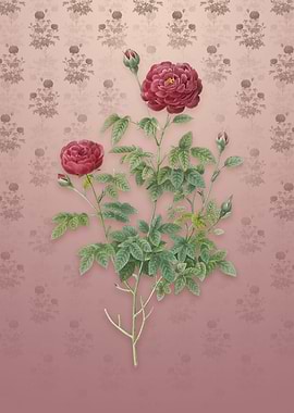 Burgundy Cabbage Rose