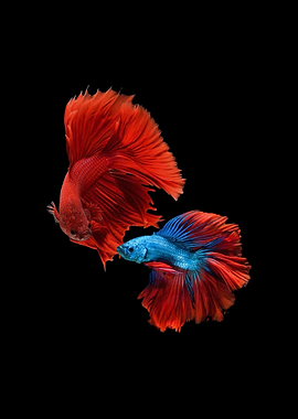 Two Funny Betta Fish
