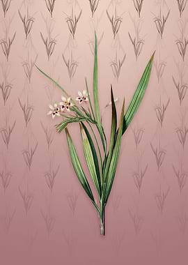 Vintage White Baboon Root