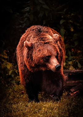 Grizzly Bear