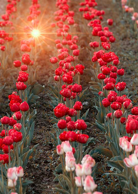 Red tulips, garden, macro