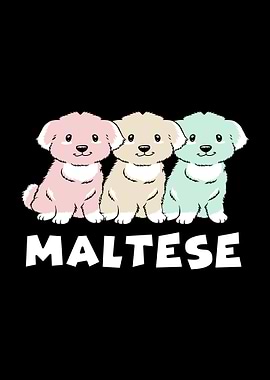 Cute Maltese Dog