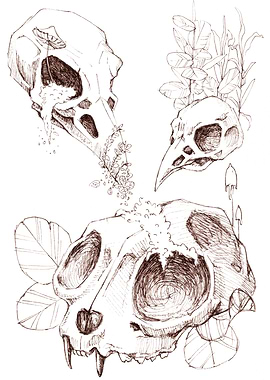 Cat and bird skulls