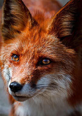 Cute Fox