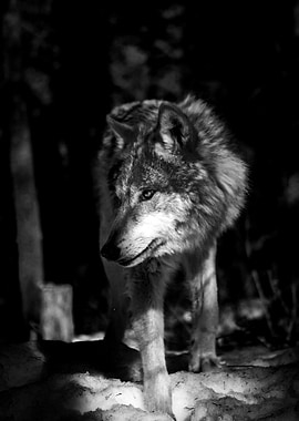 Loner Wolf