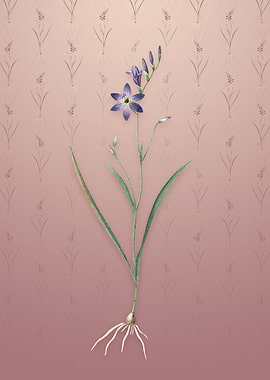 Vintage Ixia Secunda