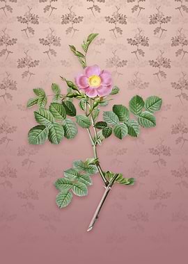 Pink Sweetbriar Rose