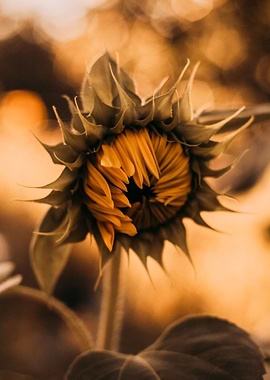 Fading Sunflower