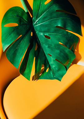 Monstera