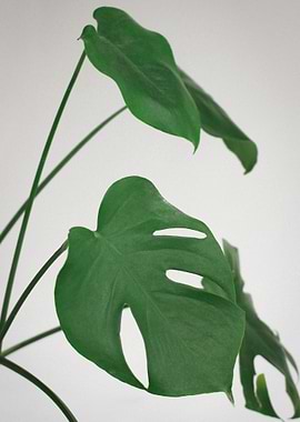 Monstera