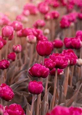 Pink tulips in garden