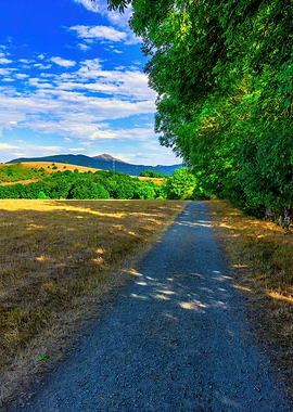 Road field landscape