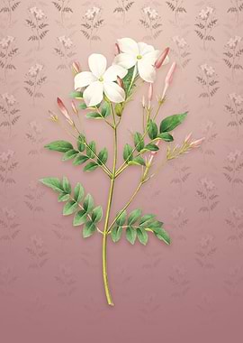 Vintage Spanish Jasmine