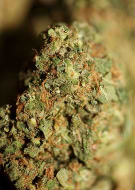 Cannabis buds close up