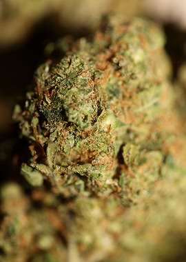 Cannabis buds close up