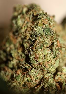 Cannabis buds close up