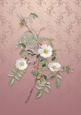 Vintage Reddish Rosebush