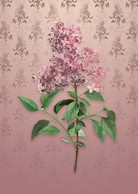 Vintage Chinese Lilac