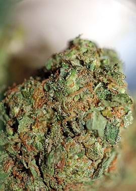 Cannabis buds close up