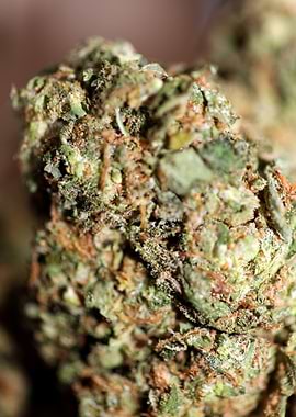 Cannabis buds close up