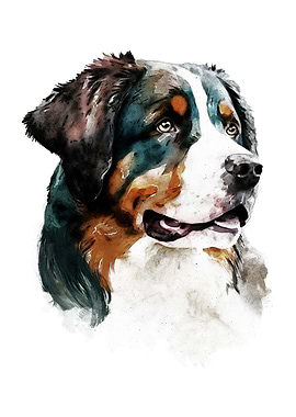 Bernese Dog Watercolor Art