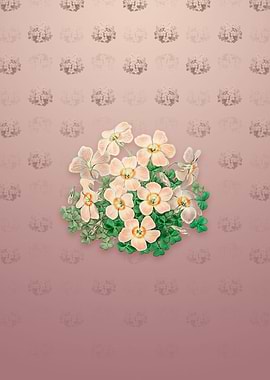 Piottas Oxalis Flower