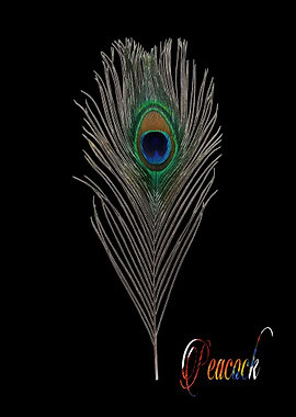 Peacock animal funny