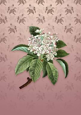 Shipova on Dusty Pink