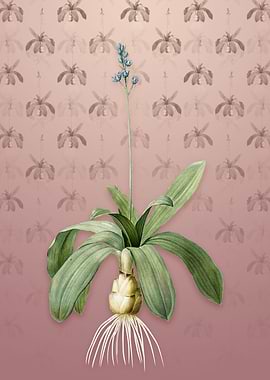 Scilla Lilio Hyacinthus