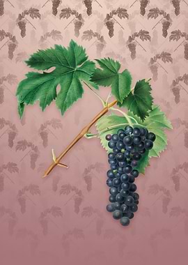 Black Aleatico Grape